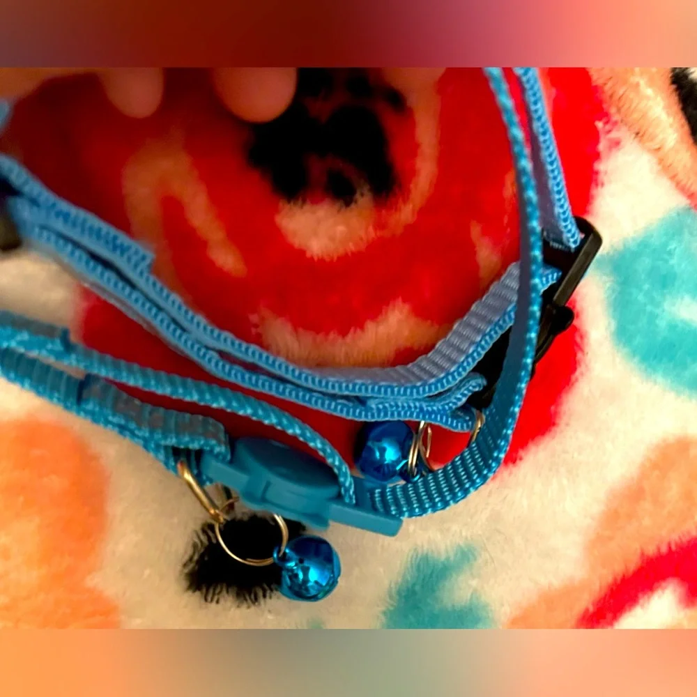 2 NEW cat collars